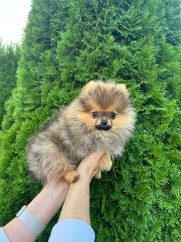Pomeranian s PP,  Chovatelská stanica Nucháčik poms - 3