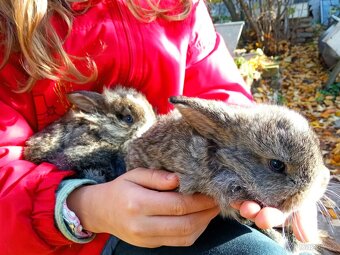 Zakrslý králík - 3