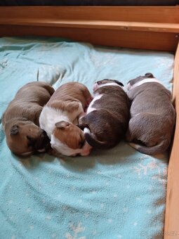 Americký stafordšírský teriér s PP - 3