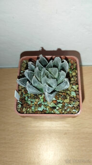 Haworthia Venusta ( sukulent ) - 3