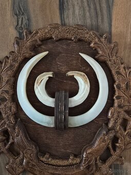 Lovecké trofeje - 3