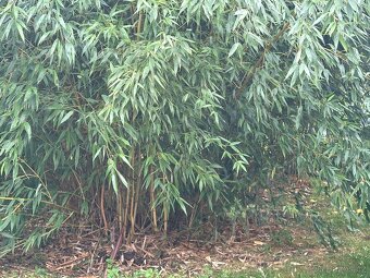 Zahradní bambus - 3