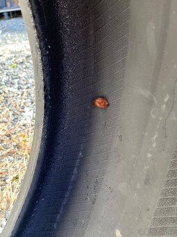 255/45 R20 zimní - 3