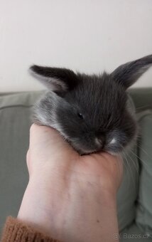 Zakrslý beránek králíček - 3