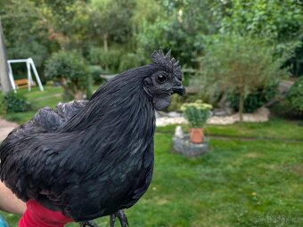 Cemani kohout - 3