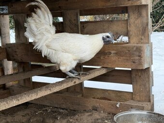 Ga H mong násadová vejce - kuřátka NV - 3