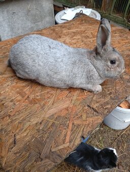 stříbřitý malý - 3