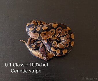 Krajta královská - 3