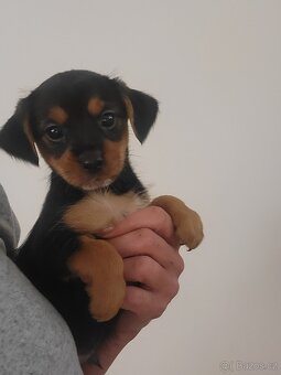 Stenatko krizence, male plemeno - 3