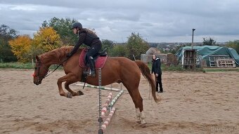 Teplokrevný valach 15 let - 3