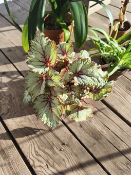 Pokojové rostliny - 3