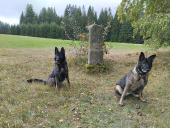 Německý ovčák s PP - 3