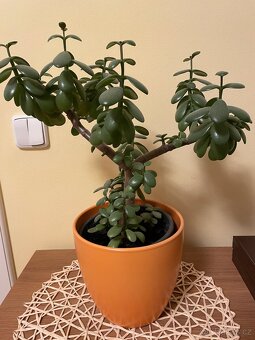 Rostlina Tlustice - 3