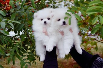 Pomeranian s PP FCI - 3