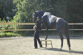 Připouštění Qh hřebcem Silver Black Harry - 3