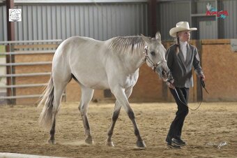 Appaloosa - 3