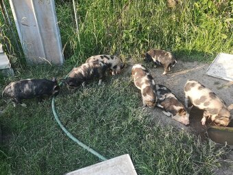 Čistokrevná selata kune kune - 3