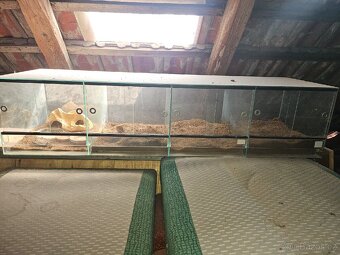 Terarium - 3