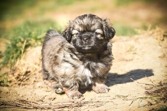 Tibetský španěl - štěňátka s PP - 3