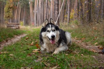 GYMY K ADOPCI - přátelský parťák - 3