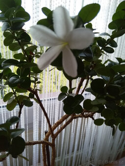 Carisa, exotická vonná rostlina s krásnými zelenými listy. - 3