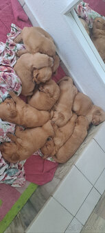 Zlaty retriver - odvěr k Vanocun - 3