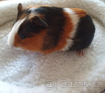 Morčátka  morče Králíček - 3