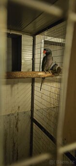 Alexandr Čínský - 3