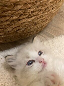 Ragdoll koťátka bez PP - 3
