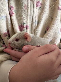 Prodám morčata - kluci - 3