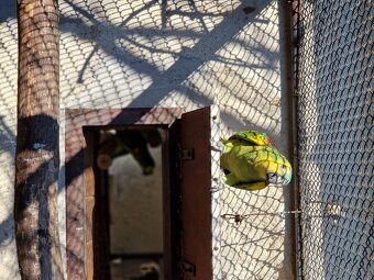 Amazoňan modročelý - 3