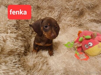Jezevčík hladkosrstý trpasličí - 3