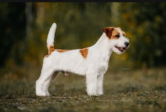 Jack Russell teriér s PP - 3