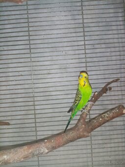Andulky - 3