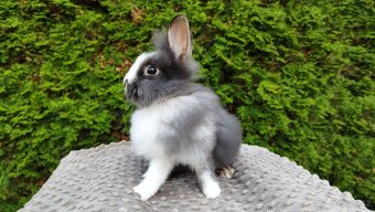 Zakrslý králík, králíček -(lvíček)-TIMMY - 3