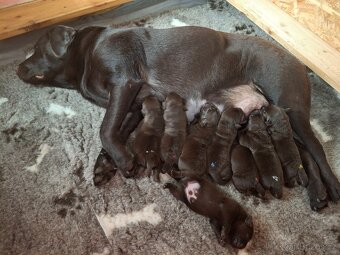Labradorský retrívr čokoládová štěňata s PP - 3