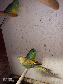 Papoušek zpěvavý - 3