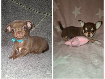 čivava šteniatka - 3