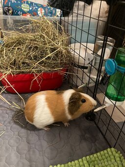 3 morčata samice - 3