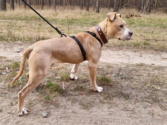 ÁRNY K ADOPCI - přátelský mazel - 3