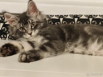 Mainská mývalí kočka - koťátko s PP - 3