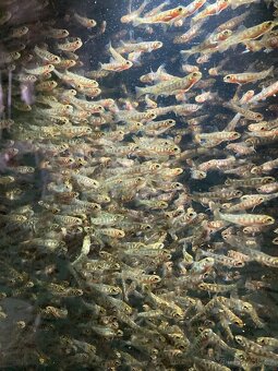 Pstruh násada - duhovy a potocni - 3