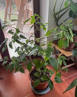 Ibišek pokojový 2 kusy - 3