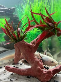 Axolotl mexický - Prodám čerstvě narozené mláďata Axolotla - 3