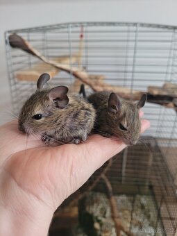 Mláďata osmáci degu - 3