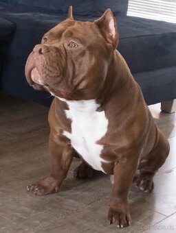 American Bully Pocket - 3