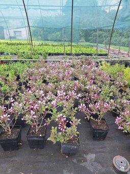 Vajgélie (Weigela) - 3