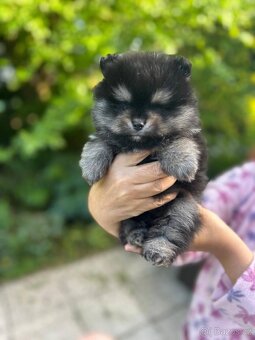 Štěňata Pomeranian - 3