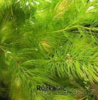 Akvarijní rostliny Ludwigia, Douška Růžkatec - 3