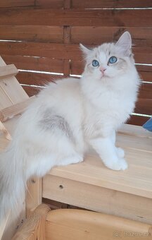 Kočička ragdoll s PP - 3